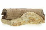 Fossil Dinosaur Bone in Sandstone - Wyoming #263725-3